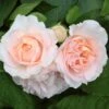 'Clair Renaissance®' Shrub Rose -Plant Specialty Store SHR0073 1