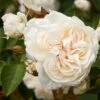 'Eisa Courtyard®' Climbing Rose -Plant Specialty Store SHR0074 1