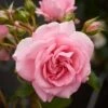 'Mamma Mia Courtyard®' Climbing Rose 1 'Mamma Mia Courtyard®' Climbing Rose -Plant Specialty Store SHR0077 1