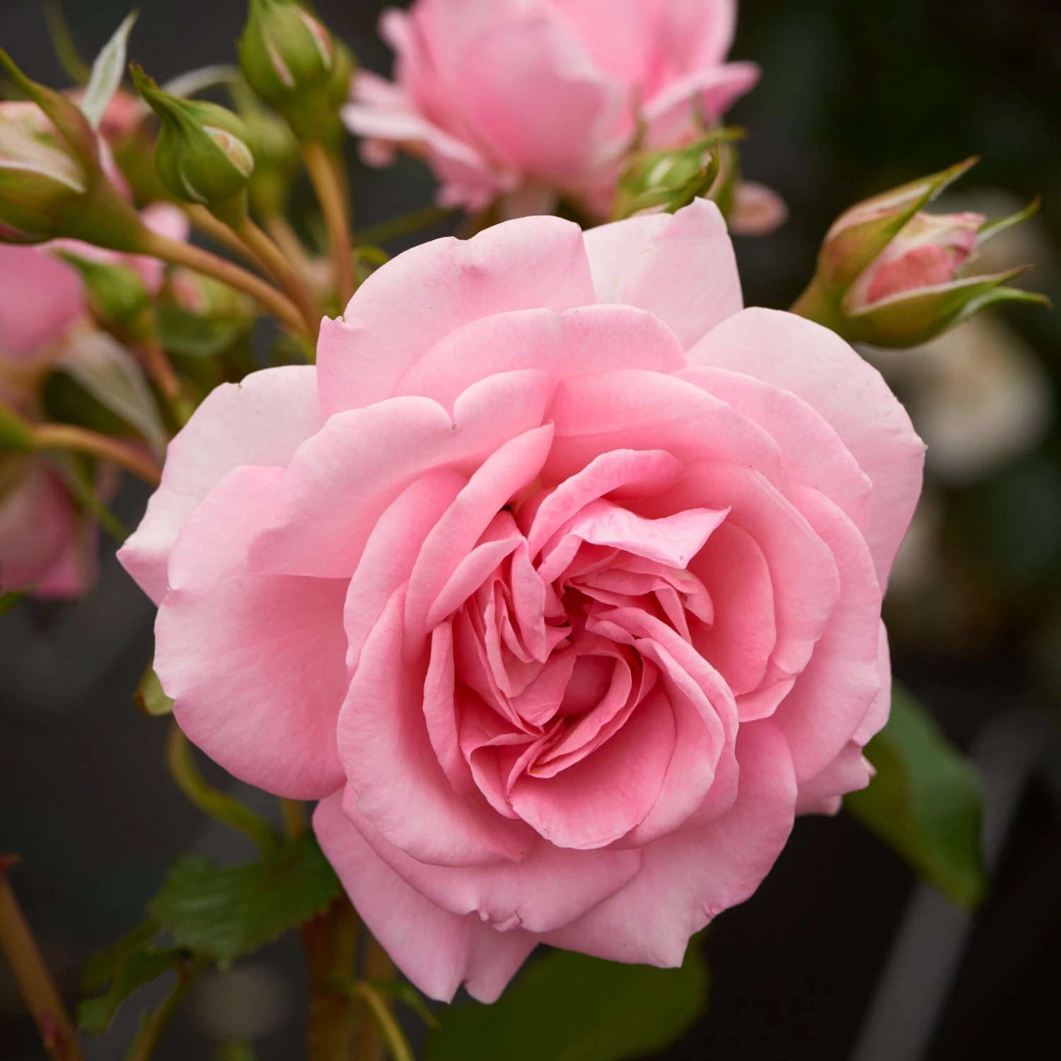 'Mamma Mia Courtyard®' Climbing Rose 3 'Mamma Mia Courtyard®' Climbing Rose