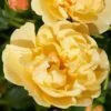 'Mapale Courtyard®' Climbing Rose -Plant Specialty Store SHR0078 1