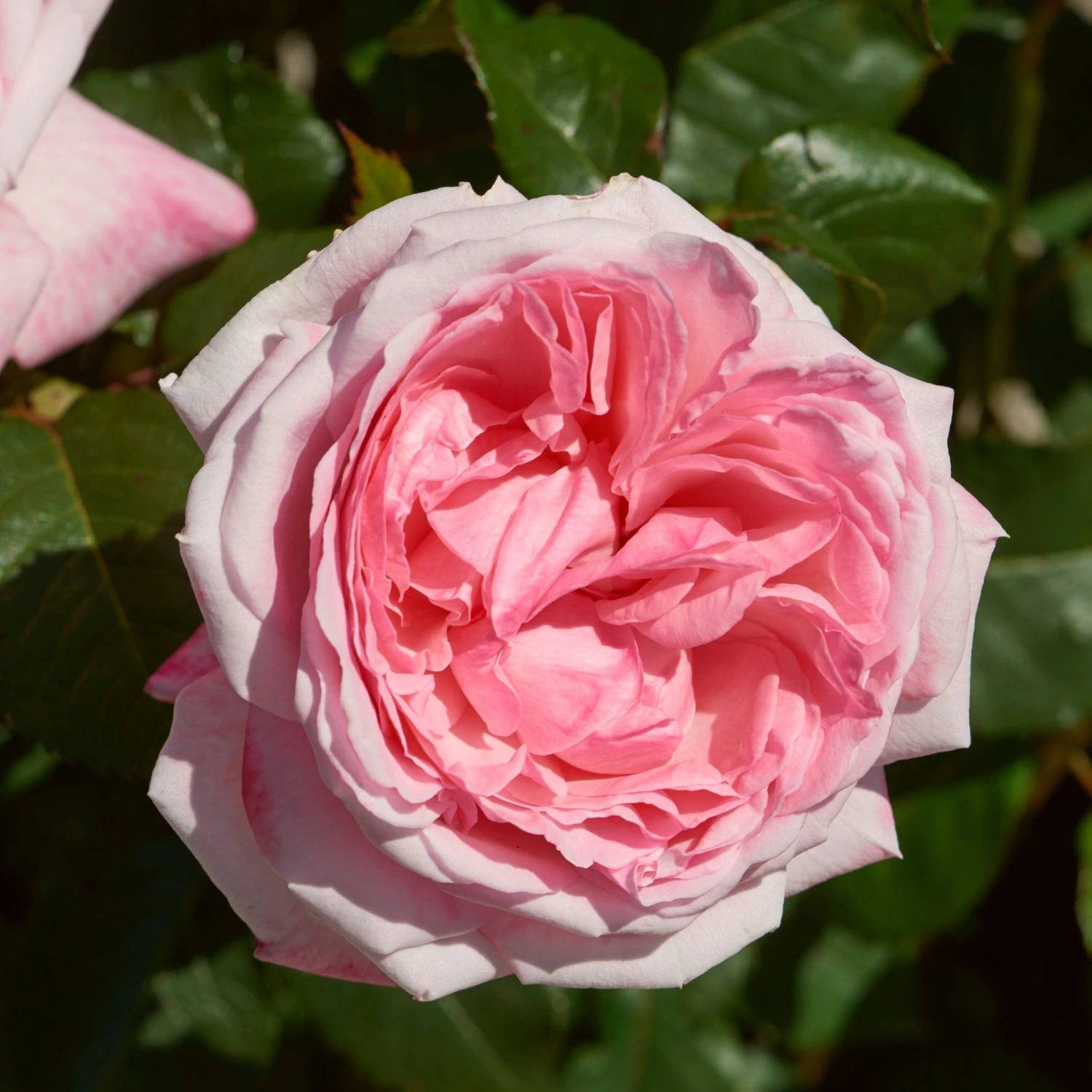 'Marlis Renaissance®' Shrub Rose 2 'Marlis Renaissance®' Shrub Rose
