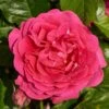 'Pasillo Courtyard®' Climbing Rose 2 'Pasillo Courtyard®' Climbing Rose -Plant Specialty Store SHR0081 1