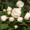 'Lenka Frayla®' Shrub Rose -Plant Specialty Store SHR0085 1