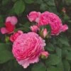'Ava Bella®' Shrub Rose -Plant Specialty Store SHR0086 1