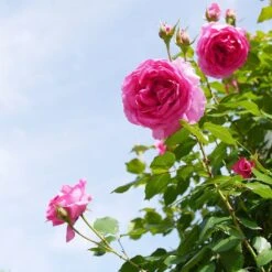 'Parade' Climbing Rose -Plant Specialty Store SHR0091 4
