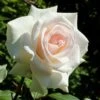 'Swan Lake' Climbing Rose -Plant Specialty Store SHR0094 1