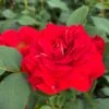 'Jewel In The Crown®' Shrub Rose