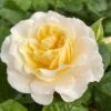 'Ray Of Sunshine®' Shrub Rose -Plant Specialty Store SHR0096 1