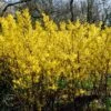 Golden Bells | Forsythia Intermedia 'Spectabilis' -Plant Specialty Store SHR0170 1