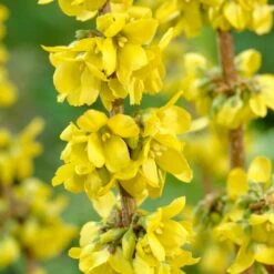 Best Mixed Coastal Hedging | Growers' Choice -Plant Specialty Store SHR0170 2 fde99b14 469a 4421 bfc4 bb3b9d44308d