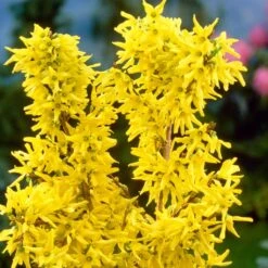 Golden Bells | Forsythia Intermedia 'Spectabilis' 8 Golden Bells | Forsythia Intermedia 'Spectabilis' -Plant Specialty Store SHR0170 3