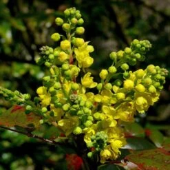 Early Spring Flowering Shrub Collection -Plant Specialty Store SHR0172 2 33e95ec0 1a87 4671 bc6f e89d6314b114