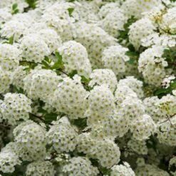 Ultimate Flowering Hedge | Growers' Choice -Plant Specialty Store SHR0178 3 8eb11138 e6c2 409e 9203 477ae3b3adba