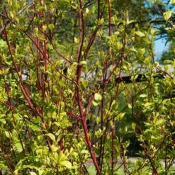 Best Value Cornus Collection | Winter Hedging -Plant Specialty Store SHR0201 1 3e18158e 3c1f 4032 bcbe ca7c2be08319