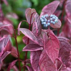 Best Value Cornus Collection | Winter Hedging -Plant Specialty Store SHR0201 3 6c724d71 b140 4168 ad05 561da55bcb19