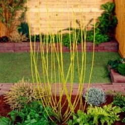 Best Value Cornus Collection | Winter Hedging -Plant Specialty Store SHR0207 2 68af85ed 9881 4b65 b6fd 357635d4ebe6