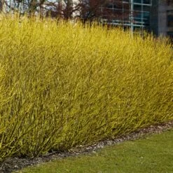 Best Value Cornus Collection | Winter Hedging -Plant Specialty Store SHR0207 3 b70f8cab 3fbc 4fea b2ed c8df511ce172