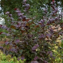 Livestock Friendly Farm Hedging | Growers' Choice | BN11 Compliant -Plant Specialty Store SHR0208 1 c909d520 c38b 441a 8396 78a2813cb578