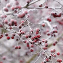 All Seasons Hedging | Growers' Choice -Plant Specialty Store SHR0210 6 db006dde e232 40fc a1d6 5d61d21e7bf3