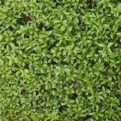Fast Growing Evergreen Hedging Wildlife Mix | Growers' Choice -Plant Specialty Store SHR0225 2 0a078499 cb87 471e b521 23b157f3fe2e