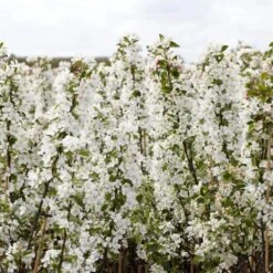 Ultimate Flowering Hedge | Growers' Choice -Plant Specialty Store SHR0229 2 bf771328 6098 4068 b17a f9cc722a3908