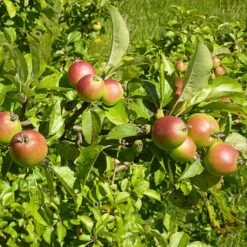 All Seasons Hedging | Growers' Choice -Plant Specialty Store SHR0229 6 d11146dc 1340 42da b37c 8c79d5a56dd2