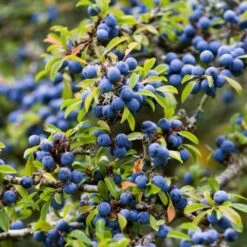 Best Mixed Native Wildlife Hedging | Growers' Choice -Plant Specialty Store SHR0240 1 5843703b 3b06 40dc 988f 0dd4fbaec567