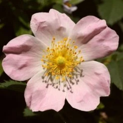 Ultimate Flowering Hedge | Growers' Choice -Plant Specialty Store SHR0246 1