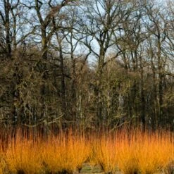 Fast Growing Evergreen Hedging Wildlife Mix | Growers' Choice -Plant Specialty Store SHR0252 3 fe5f10e4 3c5c 440f 876c 3892ceb5ff5e