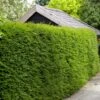 Common Yew | Taxus Baccata -Plant Specialty Store SHR0261 5