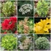 Best Small Evergreen Shrubs 1 Best Small Evergreen Shrubs -Plant Specialty Store SHRCOL1 1