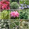 Best Evergreen Shrubs -Plant Specialty Store SHRCOL16 1
