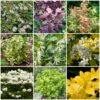 Best Shrubs For Borders -Plant Specialty Store SHRCOL19 1