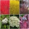 Best Value Cornus Collection | Winter Hedging