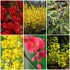 Early Spring Flowering Shrub Collection -Plant Specialty Store SHRCOL27 1