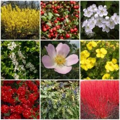 All Seasons Hedging | Growers' Choice -Plant Specialty Store SHRCOL29 1