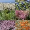 Best Mixed Coastal Hedging | Growers' Choice 1 Best Mixed Coastal Hedging | Growers' Choice -Plant Specialty Store SHRCOL30 1