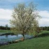 Corkscrew Willow | Salix Matsudana 'Tortuosa' -Plant Specialty Store SalixTortuosaLake
