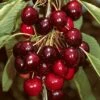 'Sasha' Cherry Tree -Plant Specialty Store Sasha 1