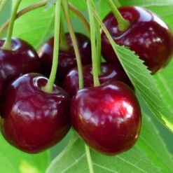 'Sasha' Cherry Tree -Plant Specialty Store Sasha 3