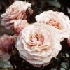 'Sexy Rexy' Floribunda Rose -Plant Specialty Store SexyRexy e9545bbb 5ed8 4a8b acfb 9a4f425b693d