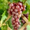 'Suffolk Red' Seedless Grape Vine -Plant Specialty Store SuffolkRed 1