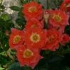 'Sunseeker' Patio Shrub Rose -Plant Specialty Store Sunseeker Dicracer ce84e68f 7502 4935 92e5 1794252fcbf2