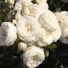 'Sweet Child Of Mine' Floribunda Rose -Plant Specialty Store Sweet Child of Mine 1