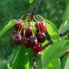 'Sweetheart' Cherry Tree -Plant Specialty Store Sweetheart 1