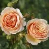 'Tropicana' Hybrid Tea Rose -Plant Specialty Store Tropicana 4