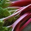 'Champagne' Rhubarb Plant -Plant Specialty Store VEG0172 1