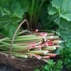 'Goliath' Rhubarb Plant -Plant Specialty Store VEG0173 1