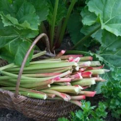 Full Season Rhubarb Collection -Plant Specialty Store VEG0173 1 aa876d4d ee75 42cd 851d 43a214dc5cb2